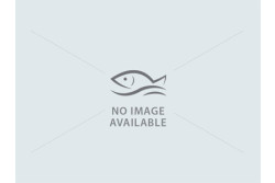 Backwater Stinging Catfish / Singi / Kaari - Whole